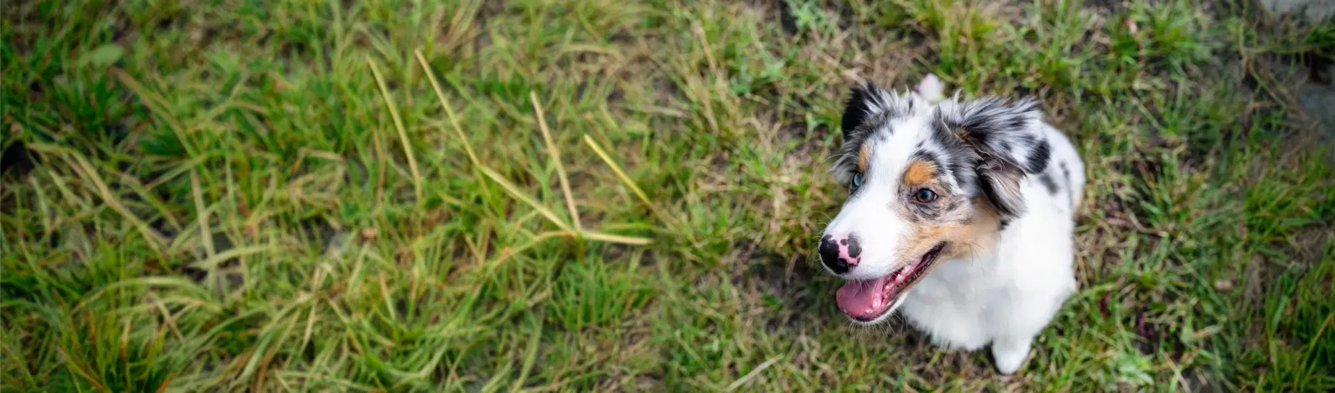 Australian Shepherd dog
