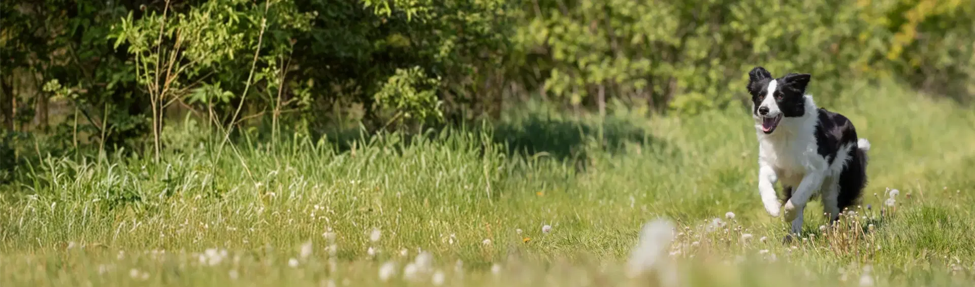 Border Collie dog