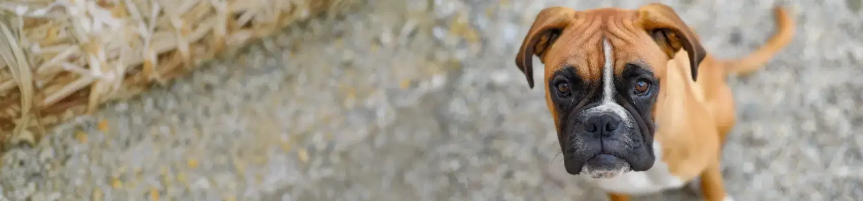 Boxer dog