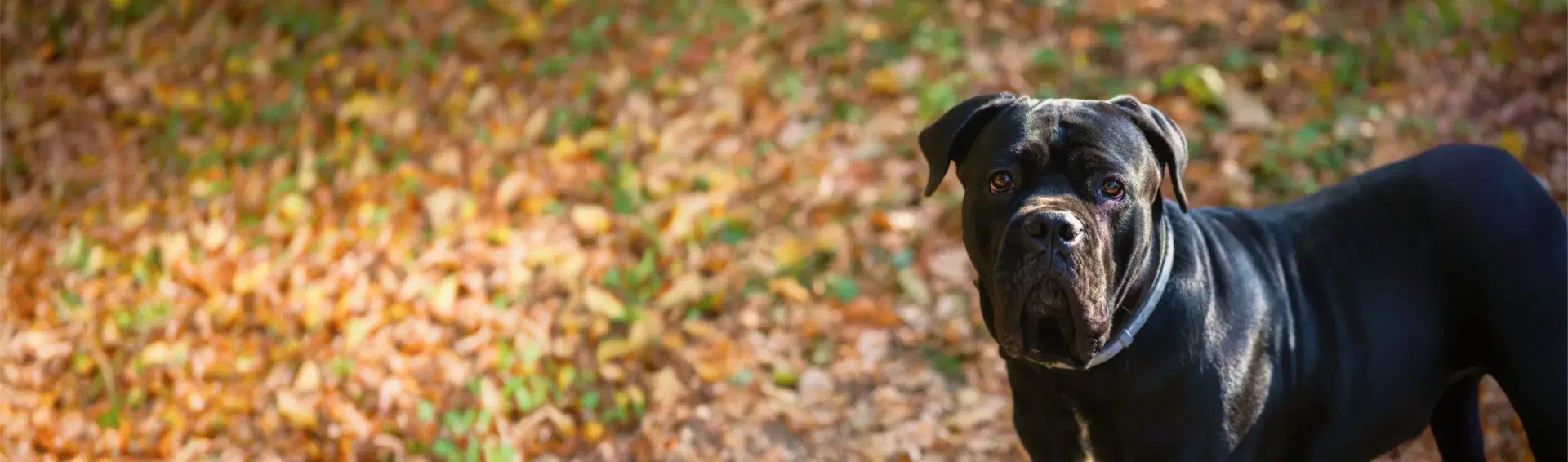 Cane Corso dog