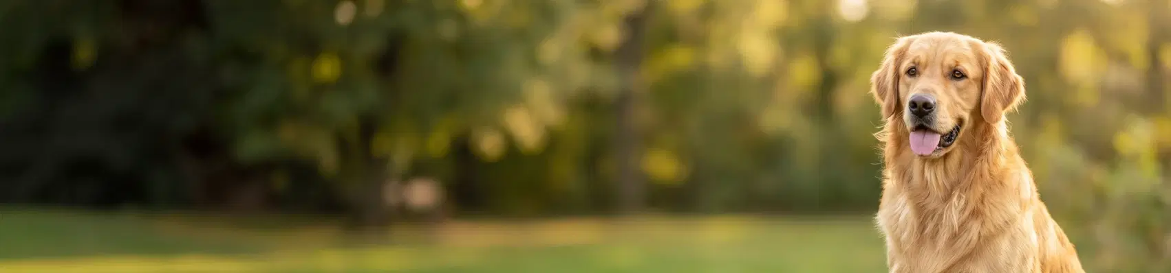 Golden Retriever dog