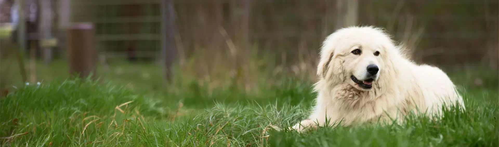 Great Pyrenees dog