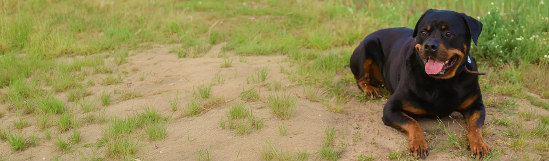 Rottweiler dog
