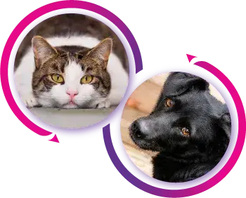 Cycle of cat and dog adoption