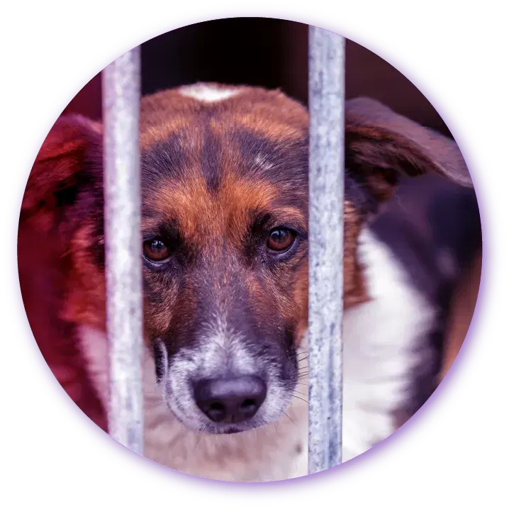 Sad dog in a shelter