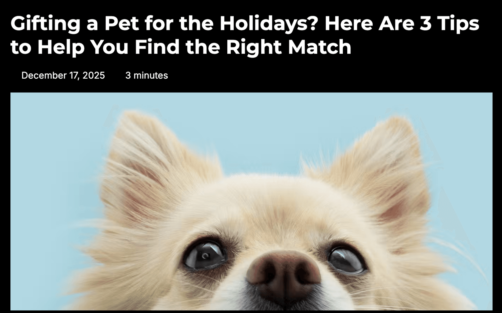 New You - Features GetBuddy's Holiday Tips for Finding the Perfect Pet Match