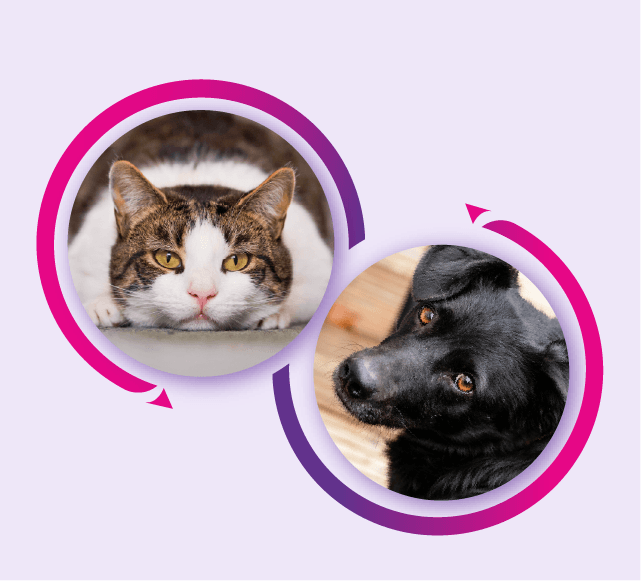 Animal Shelter Adoption Analysis