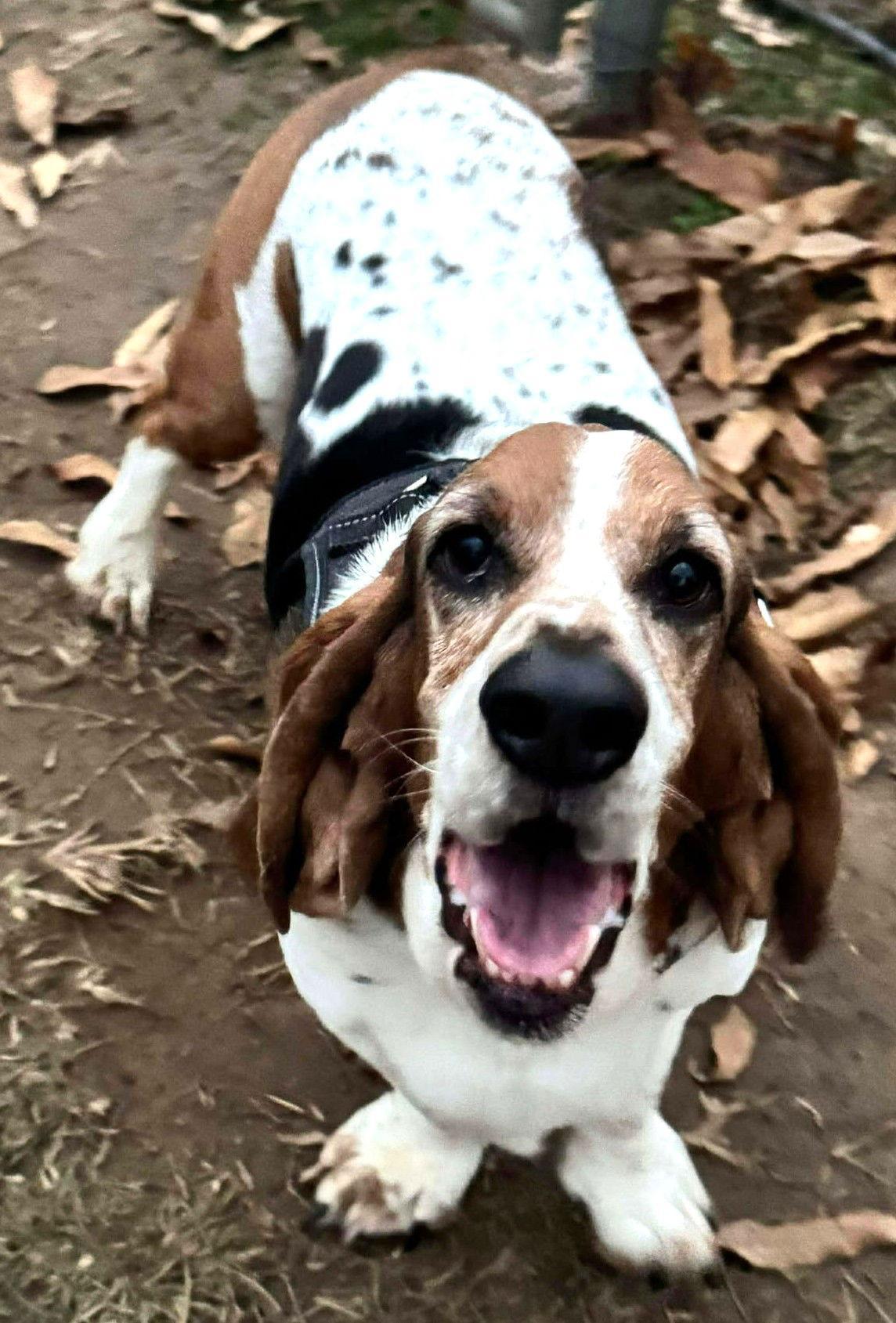 A young medium-sized male Basset Hound dog named Ernie for adoption in Mays Landing, NJ