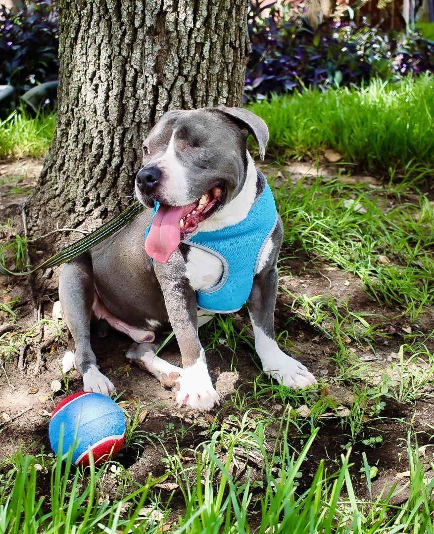 An adult large-sized male Gray / Blue / Silver American Staffordshire Terrier dog named Jasperi Brt for adoption in Missouri City, TX
