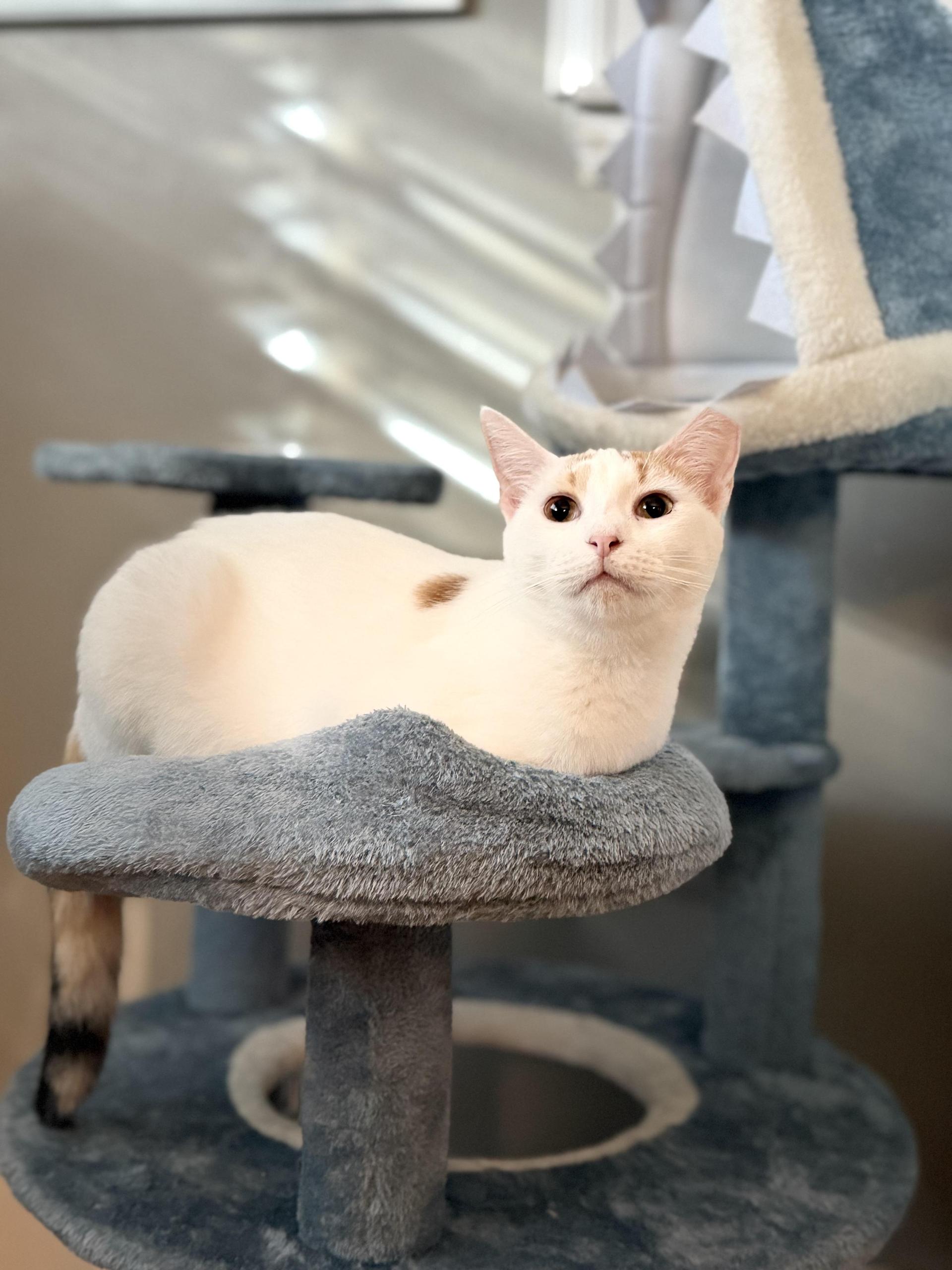 A young medium-sized female White Domestic Short Hair cat named Sloan for adoption in Boca Raton, FL