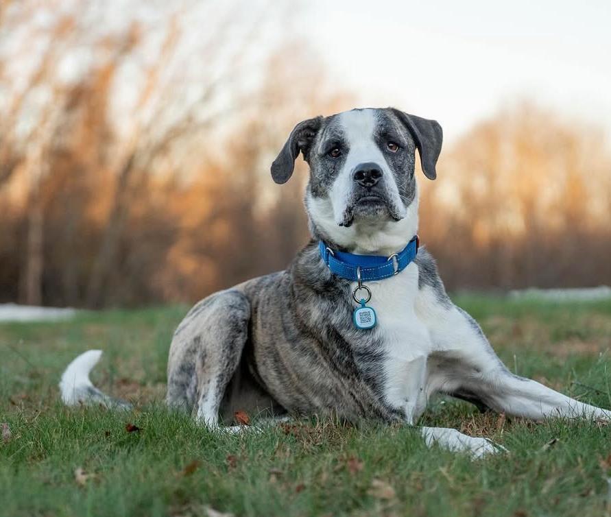 Cora Sponsored Fee photo 1