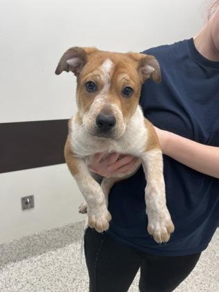 A baby small-sized male Mixed Breed dog named Teddy for adoption in Atlanta, GA