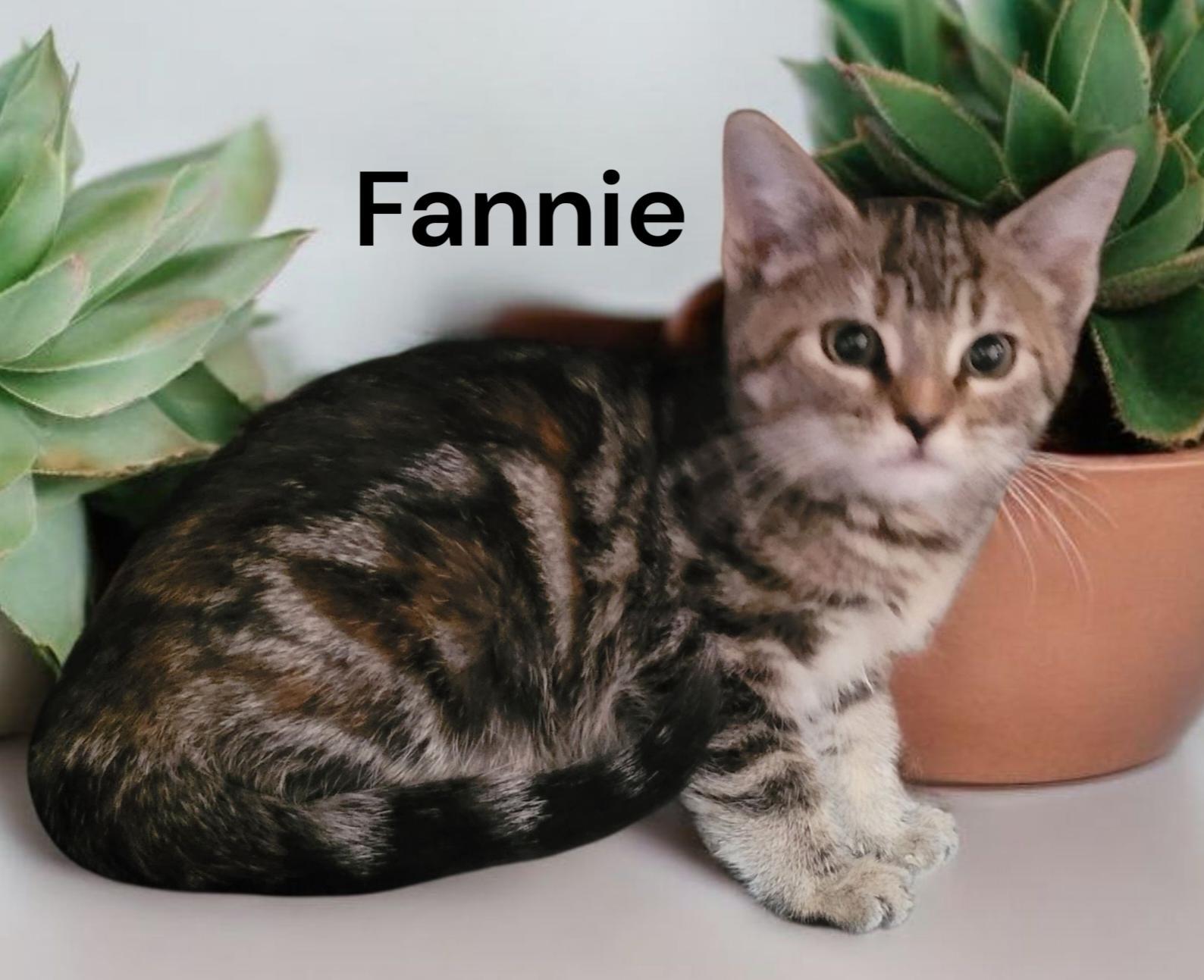 Fannie