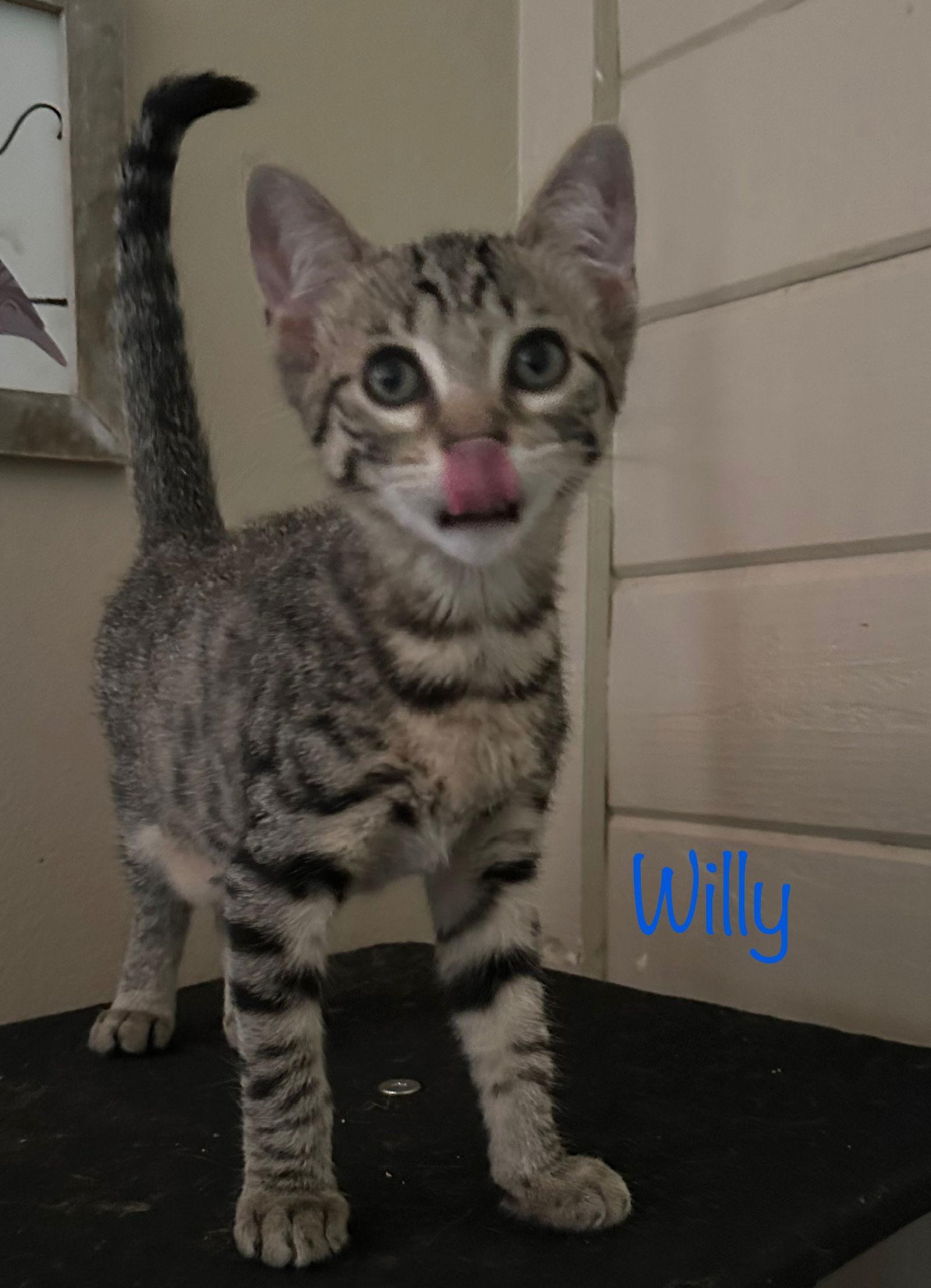Willy