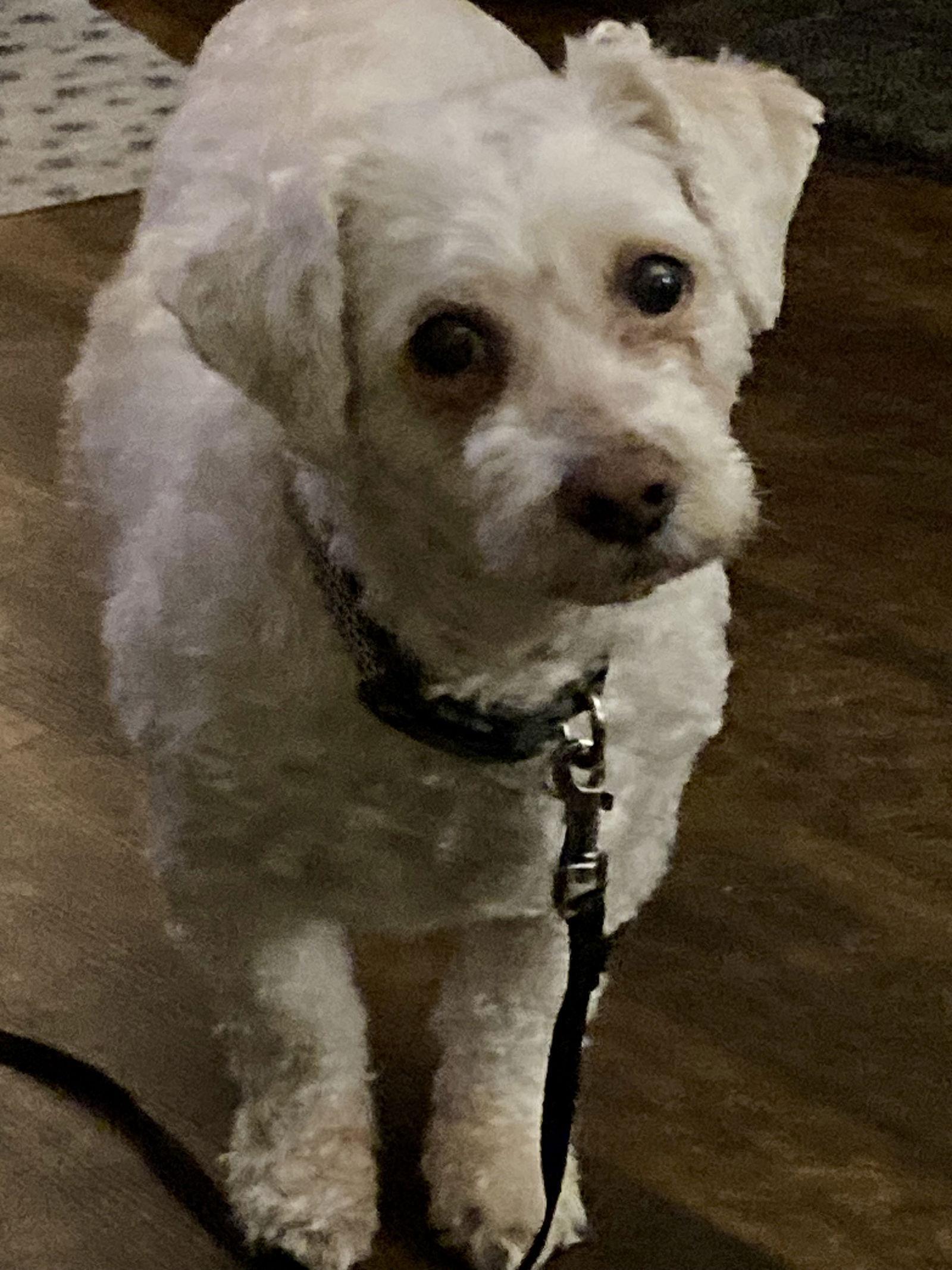 Wesley Special Needs