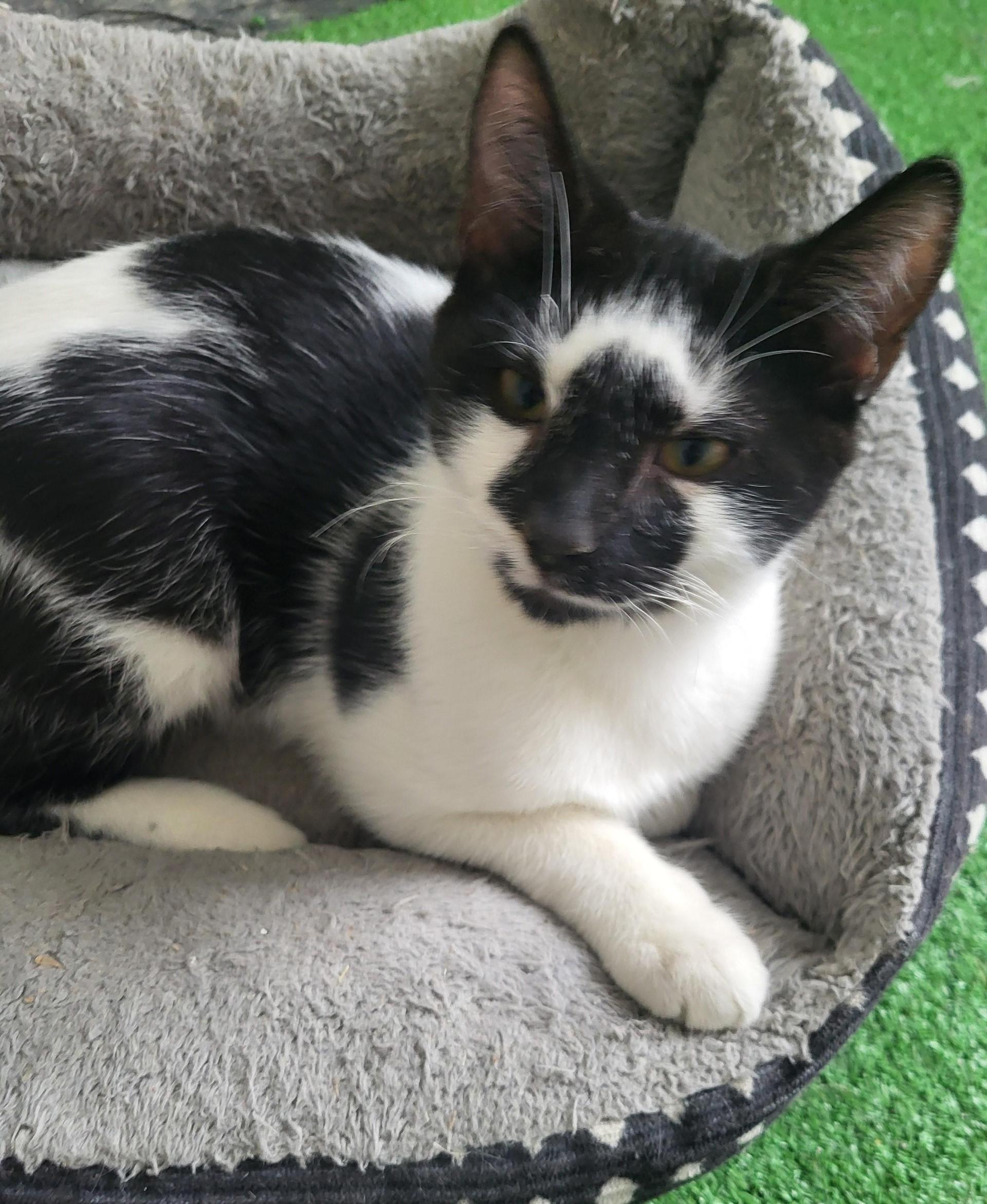 A baby small-sized male Black & White / Tuxedo Domestic Short Hair cat named Cowboy for adoption in Bennington, VT