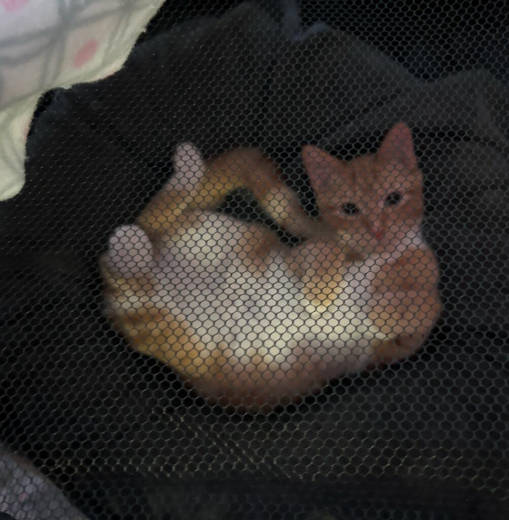 A young medium-sized male Tabby (Orange / Red) Domestic Short Hair cat named Thing for adoption in Farmington Hills, MI