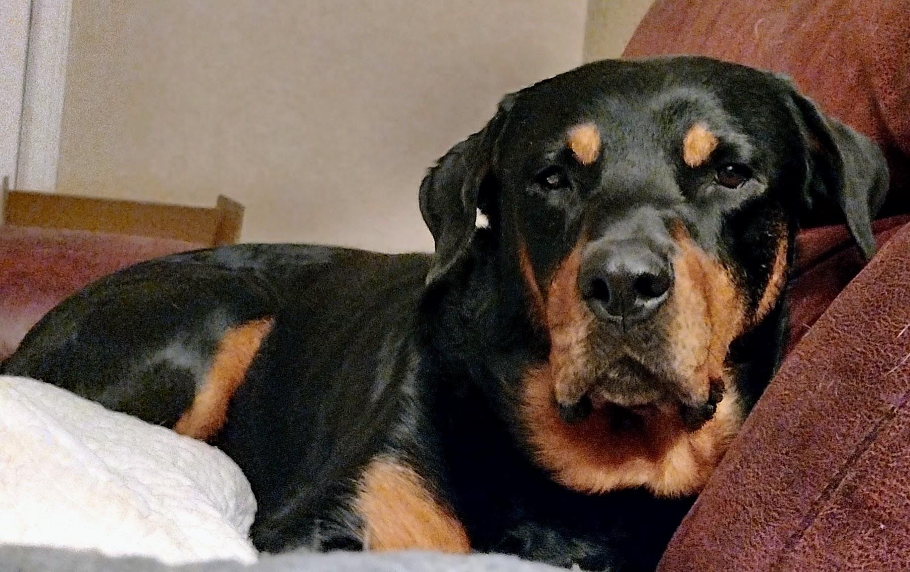 An adult large-sized male Bicolor Rottweiler dog named Slay for adoption in Canyon, TX