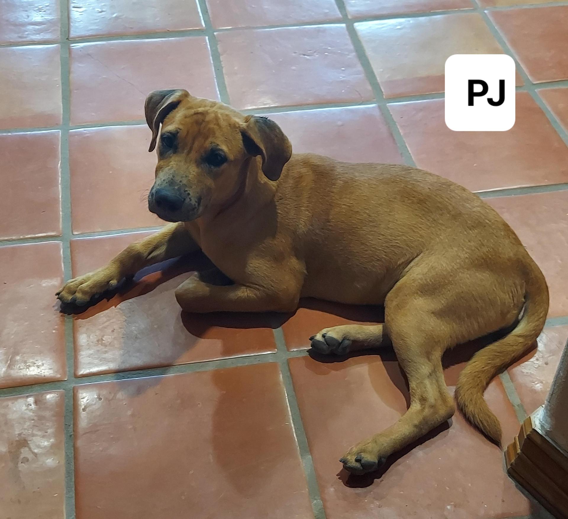 A young medium-sized female Apricot / Beige Shepherd dog named Pj for adoption in Mcallen, TX