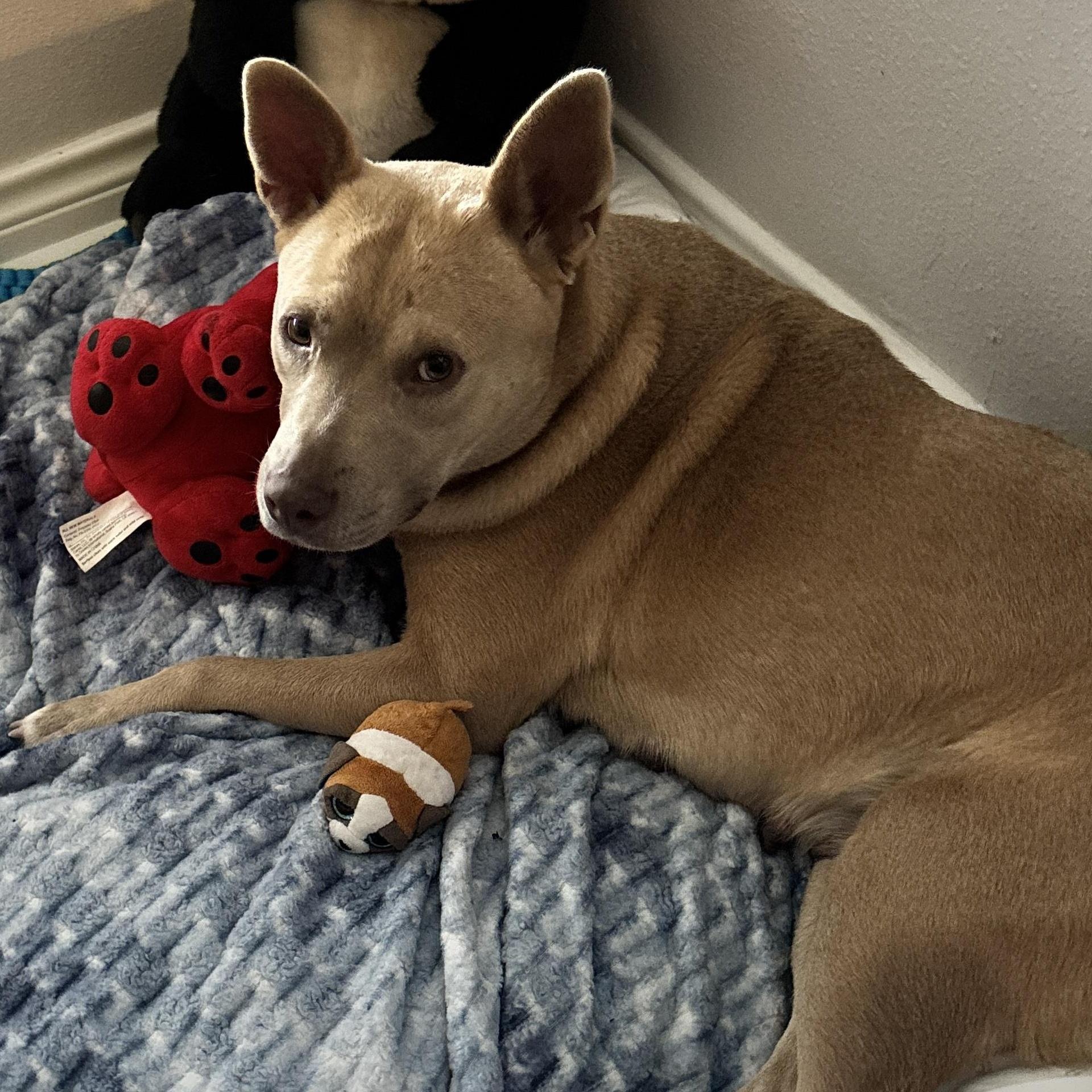 A young medium-sized female Apricot / Beige Mixed Breed dog named Libby for adoption in Houston, TX