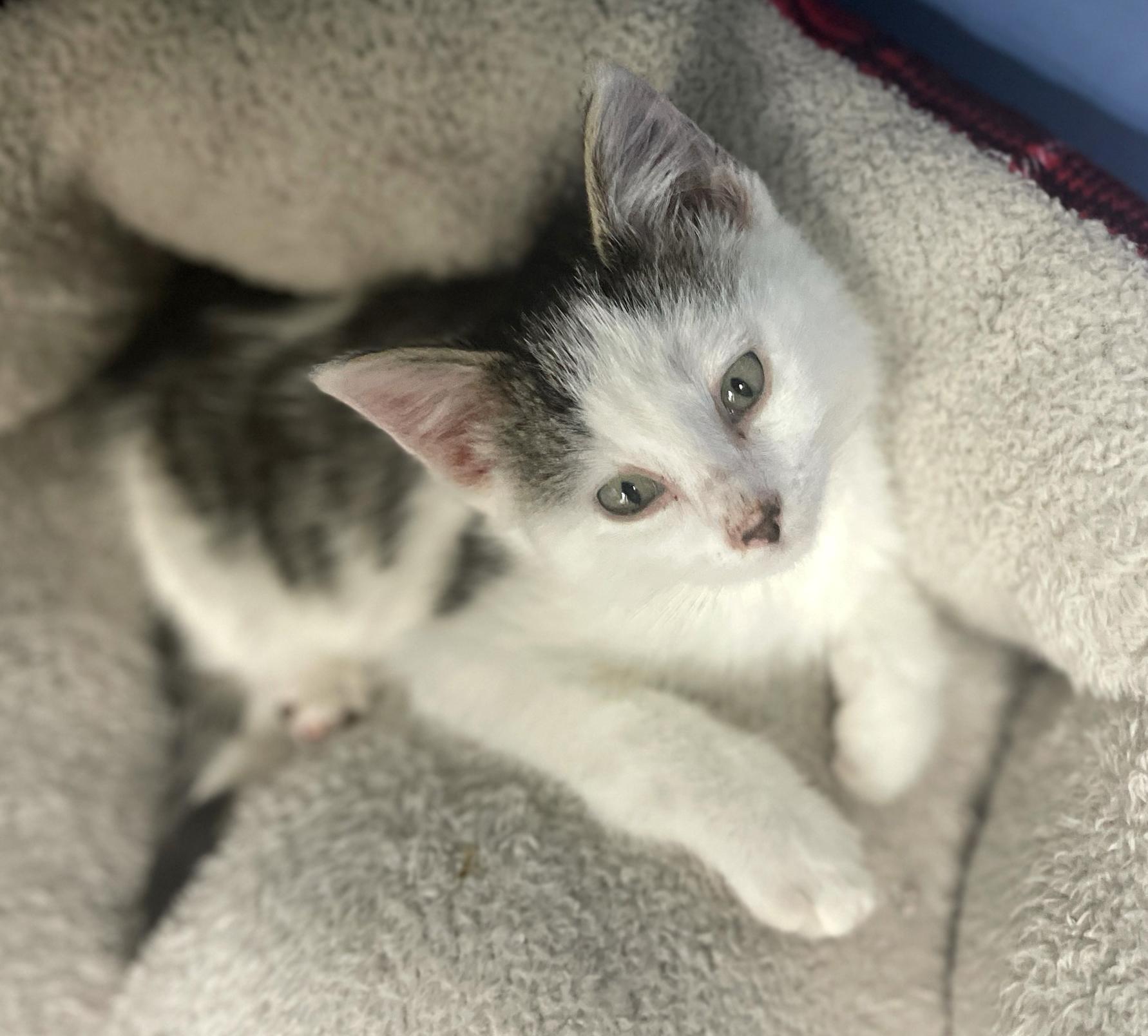 A baby small-sized female White Domestic Medium Hair cat named Ginger for adoption in Neillsville, WI