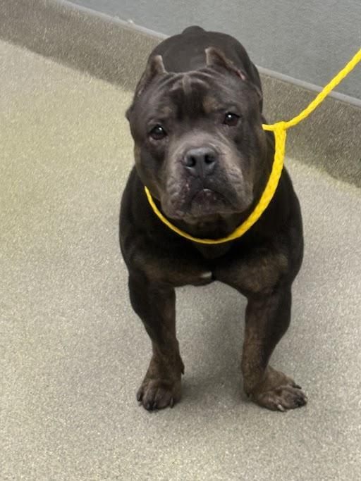 Droolius Caesar photo 1