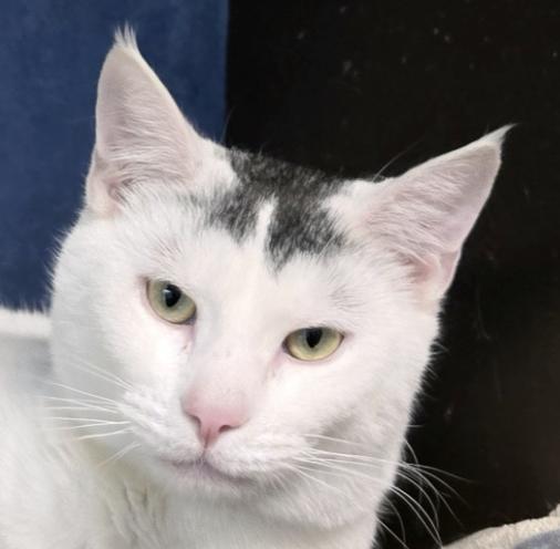 Finland Bonded To Sweden