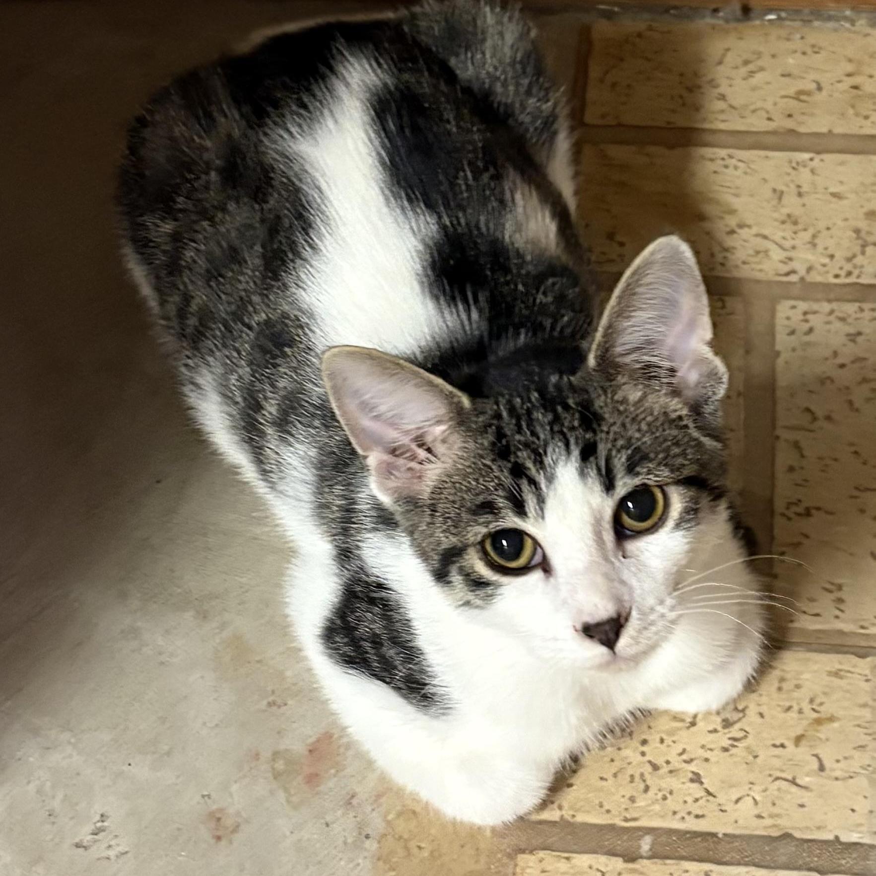 A baby small-sized male Tabby (Brown / Chocolate) Domestic Short Hair cat named Rice Crispy for adoption in Mineral Point, WI