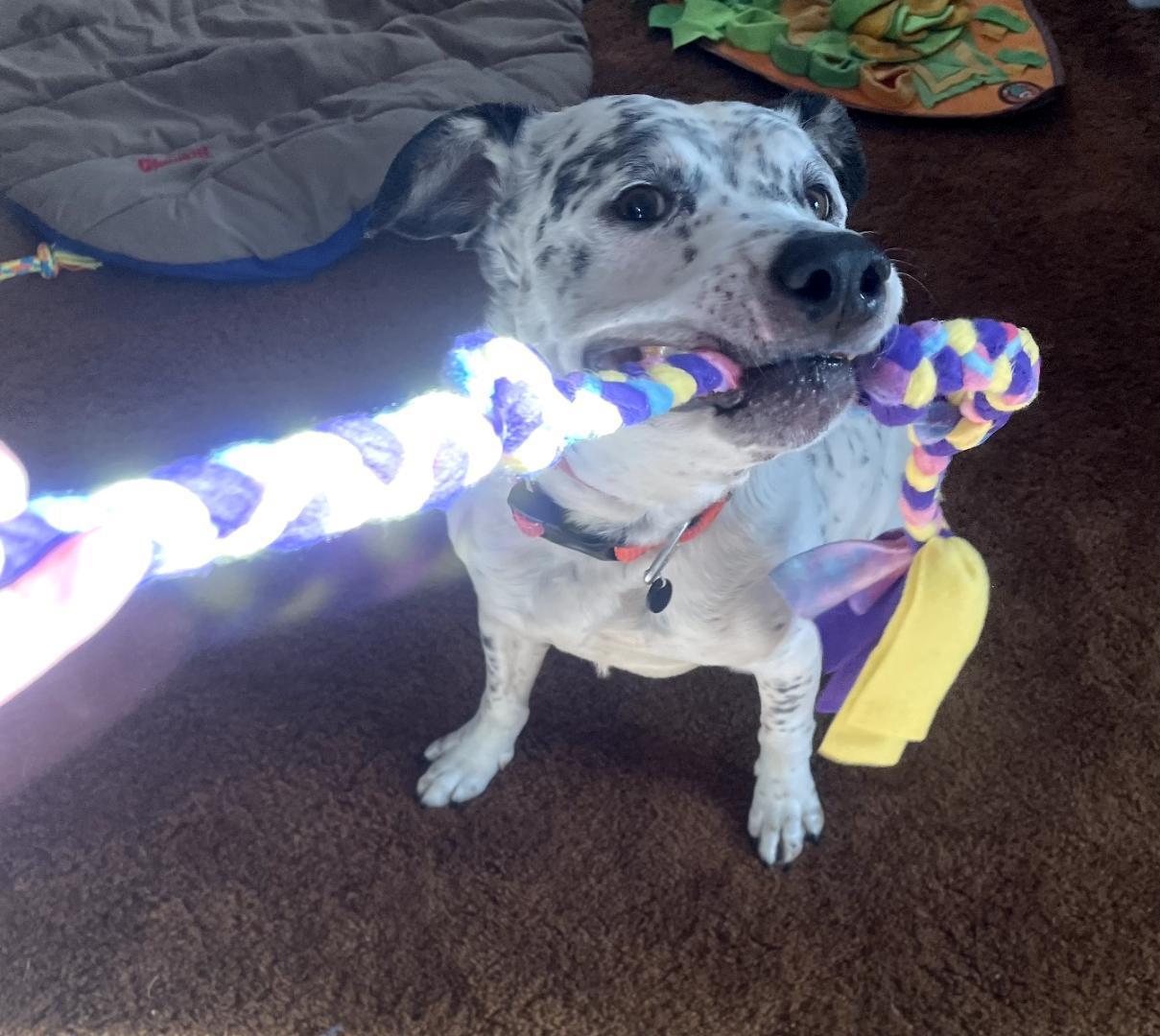 Blueberrycorvallis Or