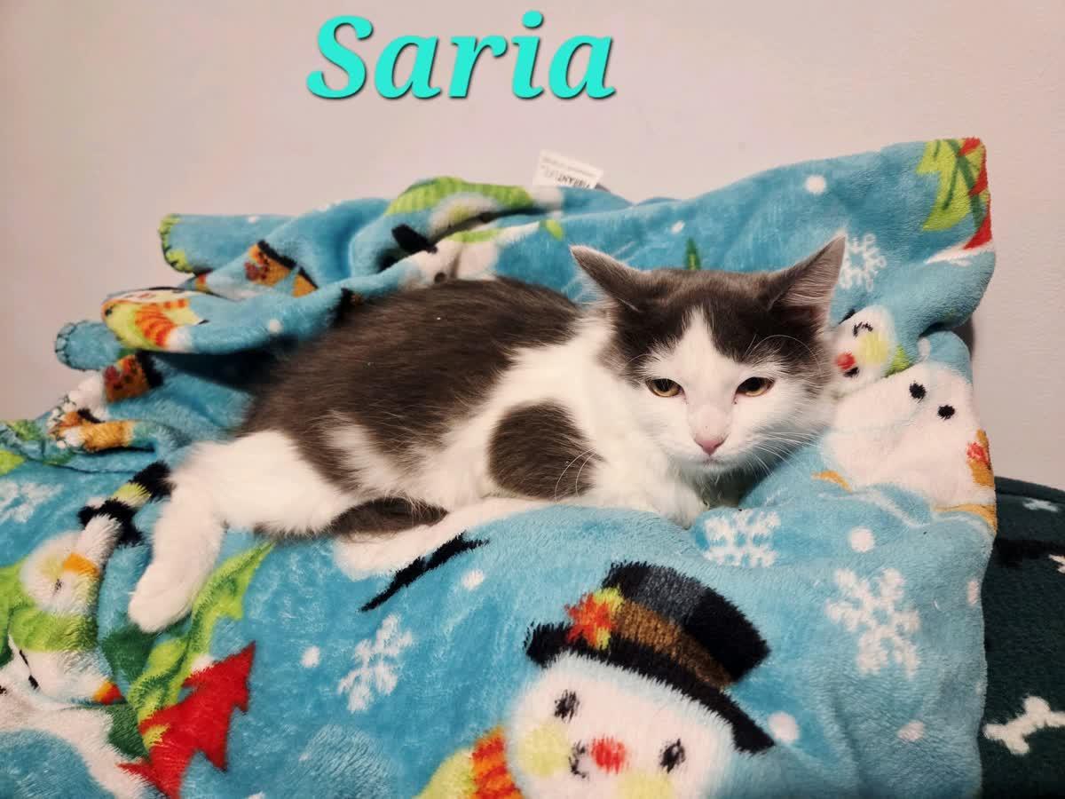 Saria