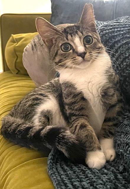 A young small-sized male Tabby (Gray / Blue / Silver) Domestic Short Hair cat named Remy for adoption in New York, NY