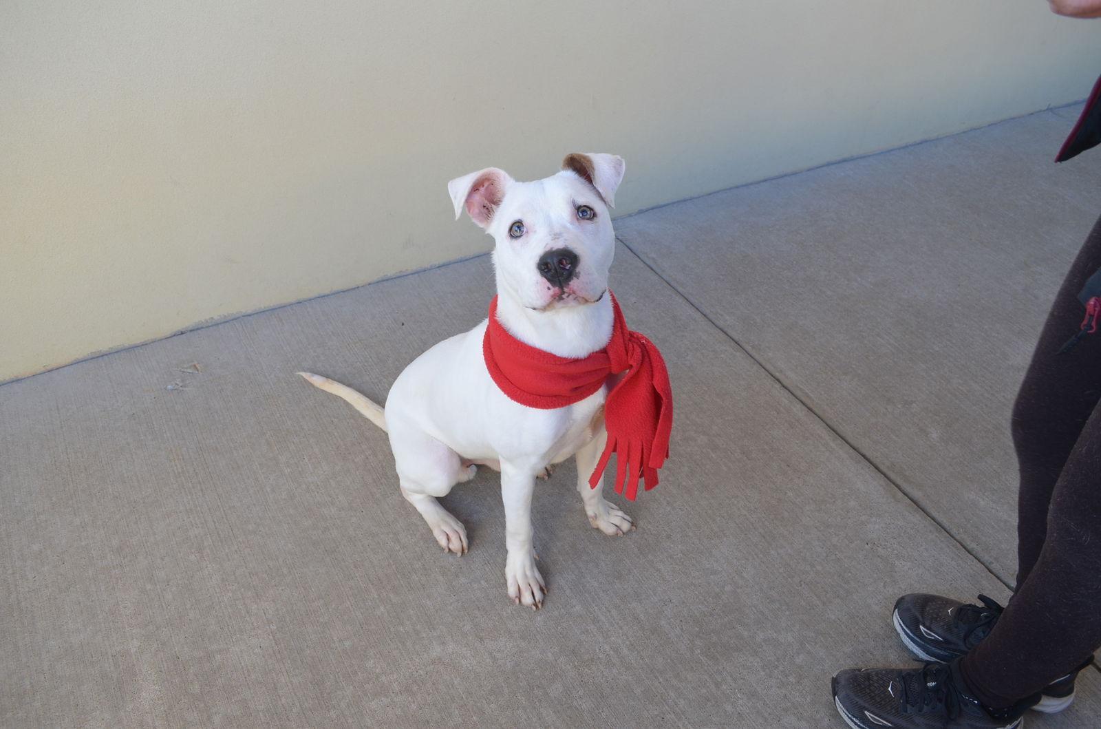 A young large-sized male Pit Bull Terrier dog named Sprout for adoption in McKinney, TX