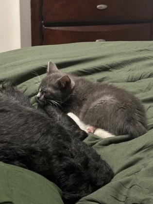 A baby small-sized female Domestic Short Hair cat named Semolina for adoption in Atlanta, GA