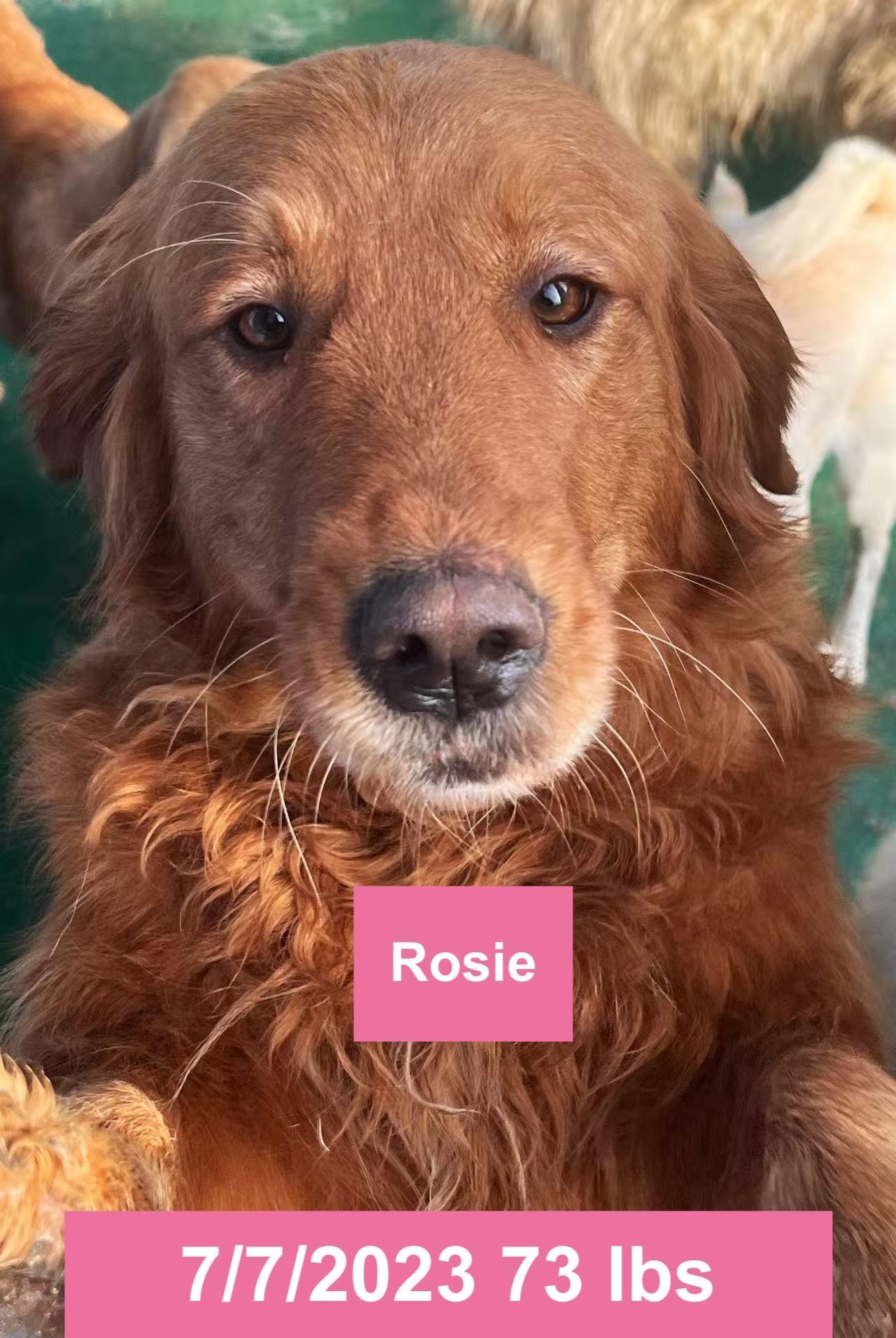 Rosie
