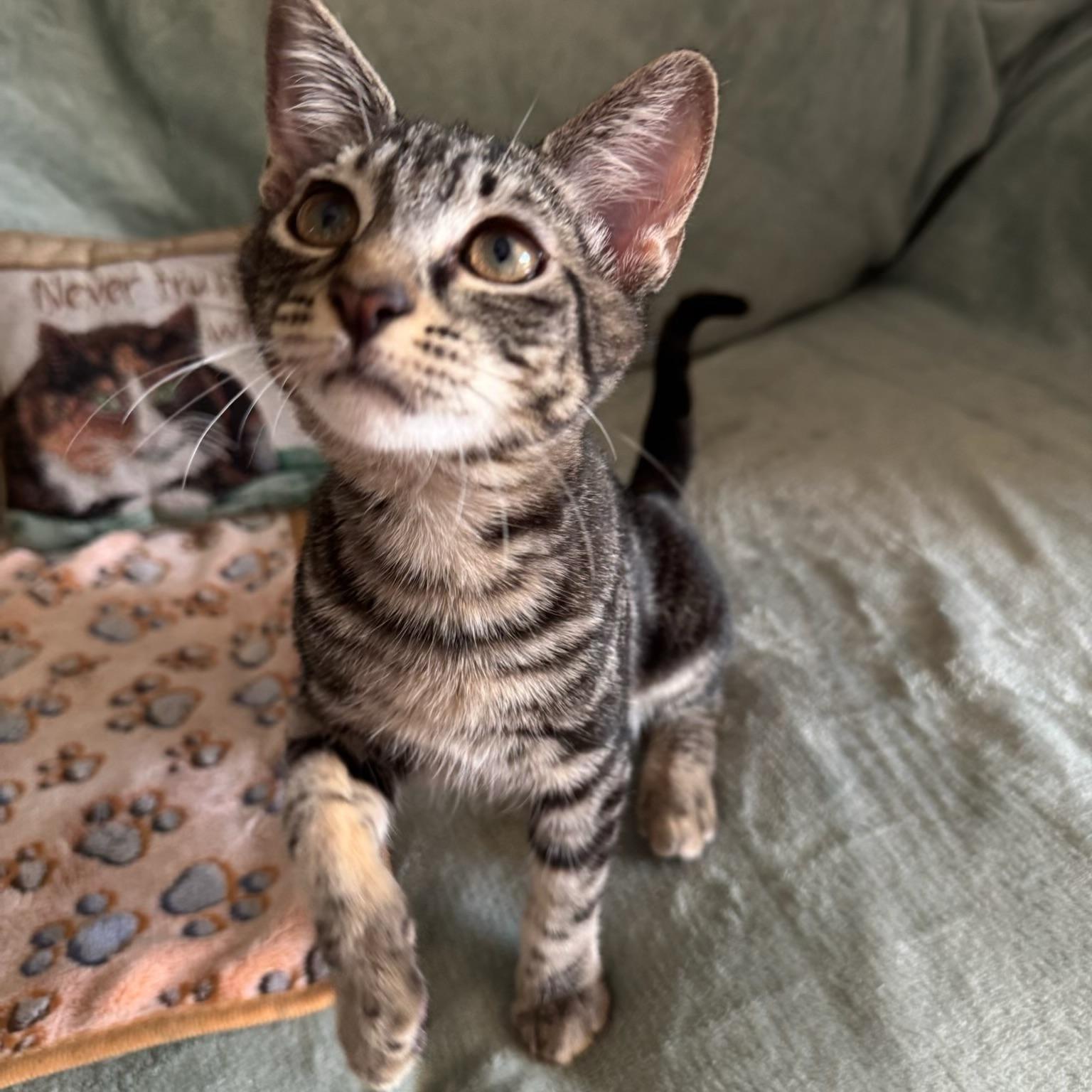 A baby small-sized male Black & White / Tuxedo Domestic Short Hair cat named Romeo & Dobby Bonded for adoption in Boca Raton, FL