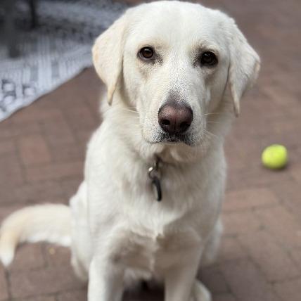 Nessa Beautiful Pyranatolian