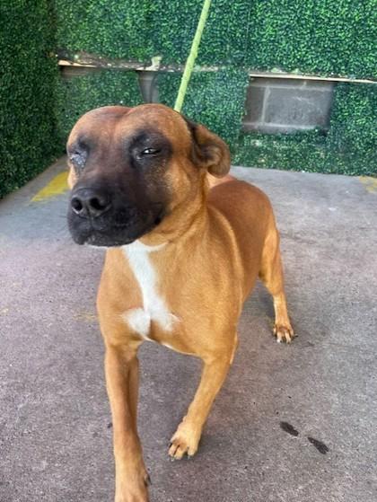 An adult medium-sized male Black Pit Bull Terrier dog named Cornetto for adoption in El Paso, TX