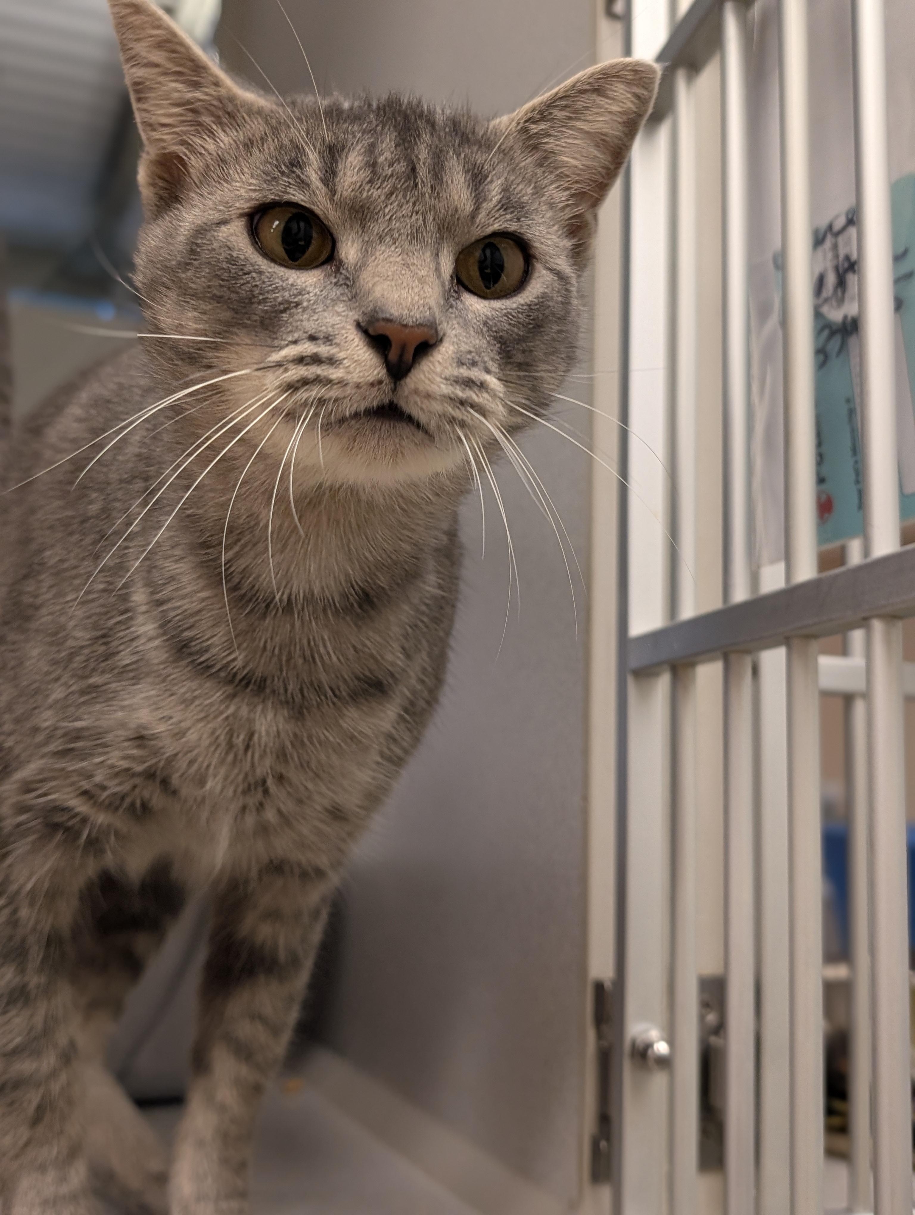 Gracie Mae @ Petsmart