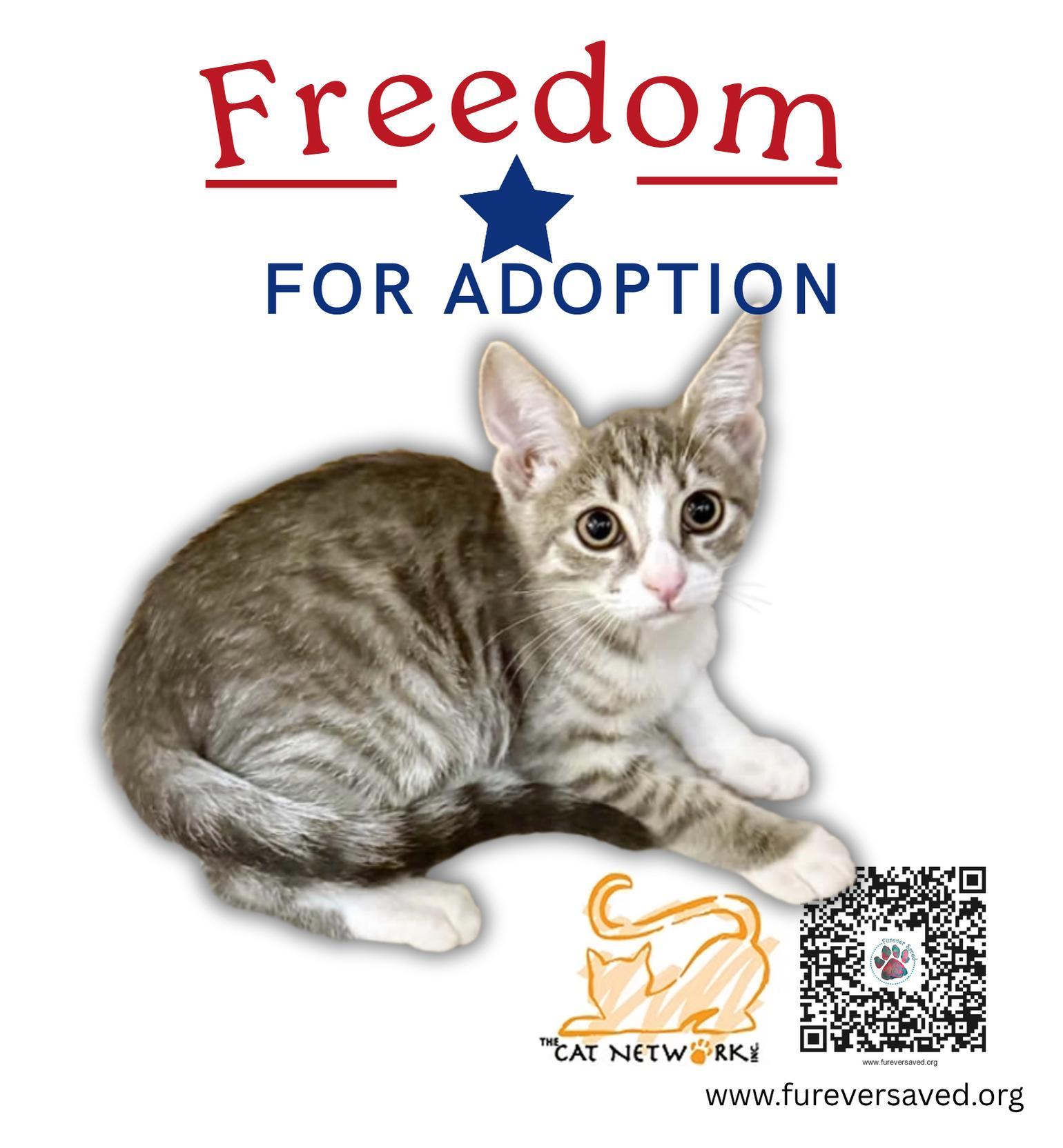 A baby small-sized female Buff / Tan / Fawn Domestic Short Hair cat named Freedom for adoption in Miami, FL