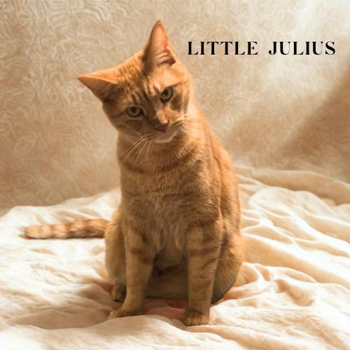 Little Juliusbig Heart