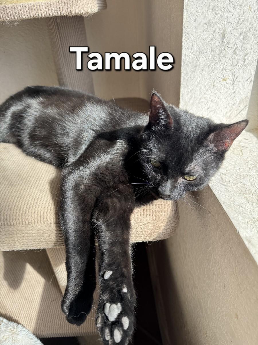 Tamale