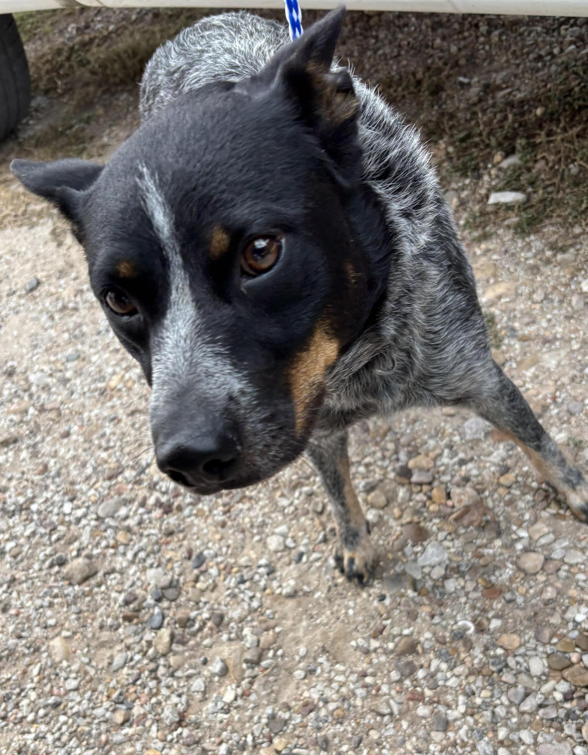 An adult medium-sized female Australian Cattle Dog / Blue Heeler dog named Emma for adoption in Edna, TX
