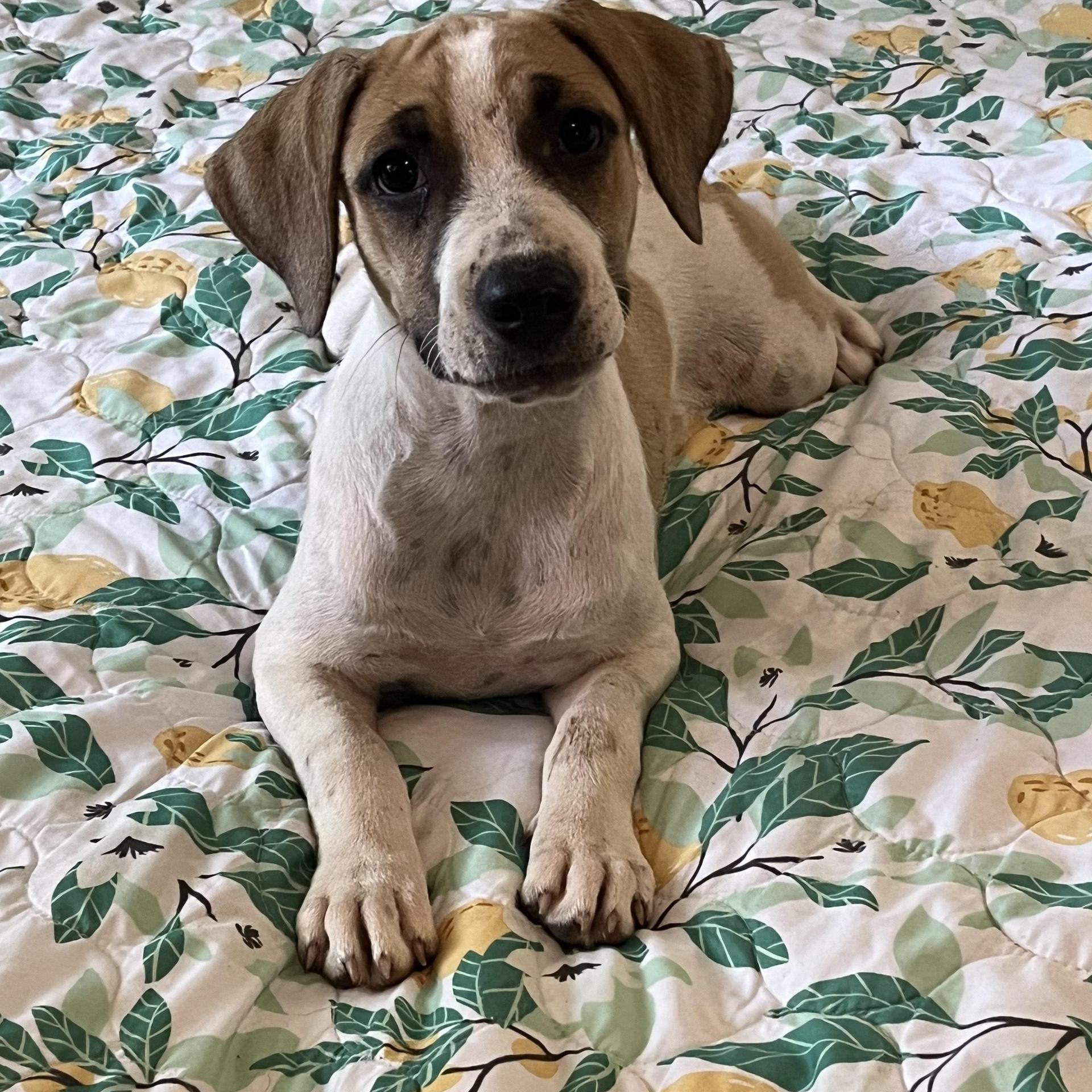 A young medium-sized female Apricot / Beige Beagle dog named Gladys for adoption in Texarkana, TX