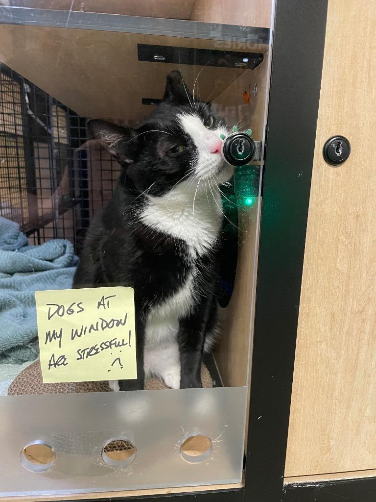 A young medium-sized female Domestic Short Hair cat named Kaitlyn for adoption in New York, NY