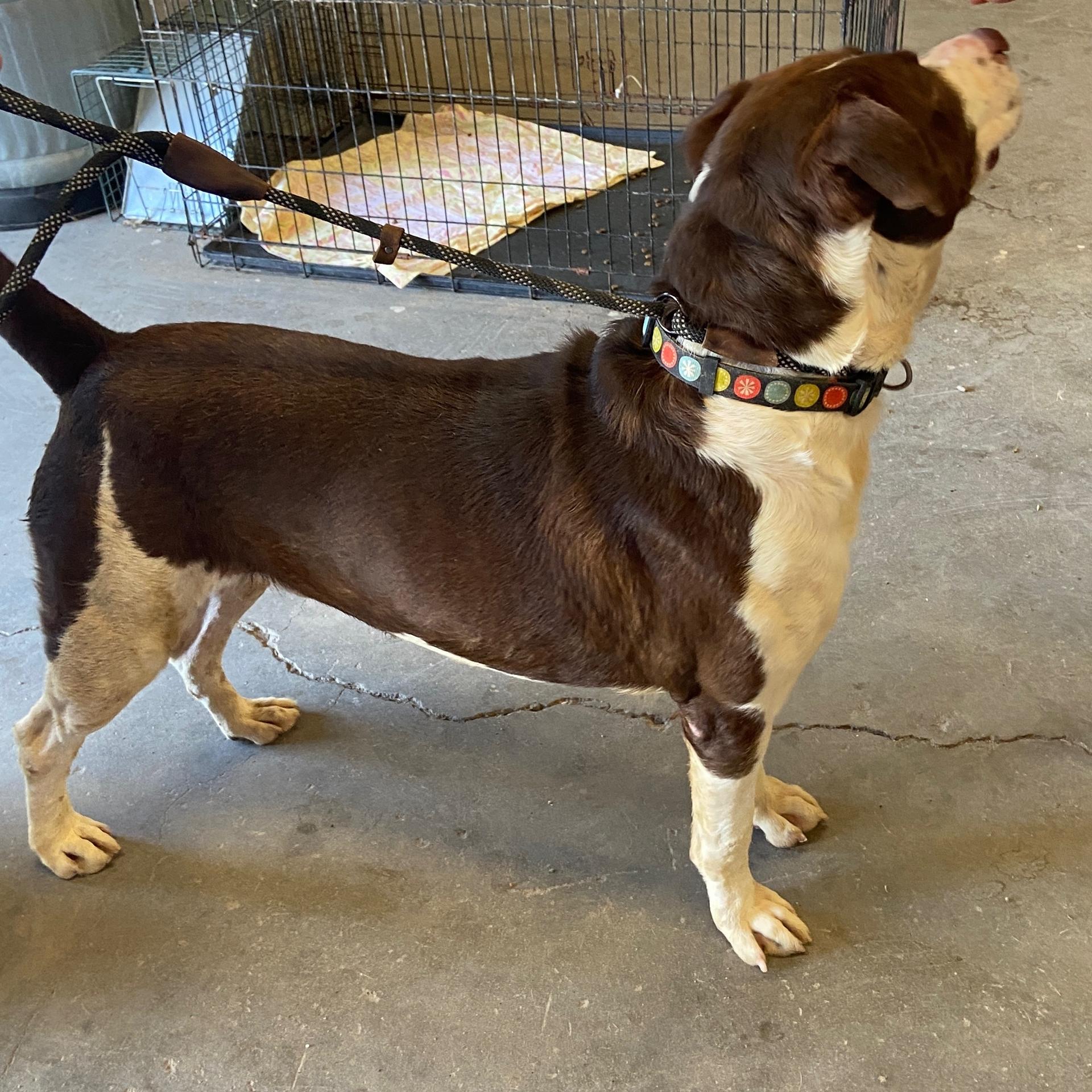 A senior large-sized male Mixed Breed dog named Big Red for adoption in Canyon, TX