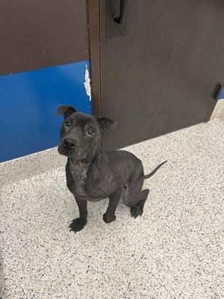 A young medium-sized male Mixed Breed dog named Griswold for adoption in Atlanta, GA