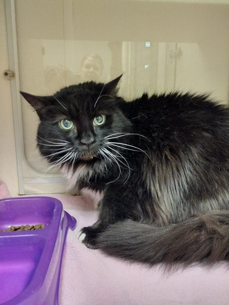 A senior medium-sized female Domestic Medium Hair cat named Dinah for adoption in Christiansburg, VA