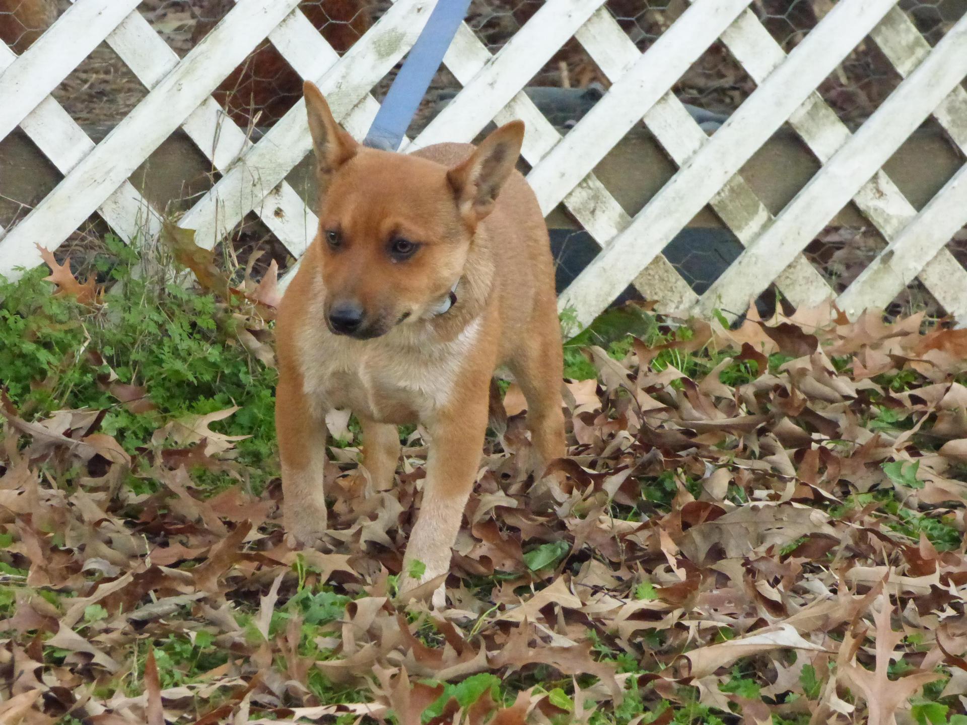 A baby medium-sized female Red / Chestnut / Orange Australian Cattle Dog / Blue Heeler dog named Moringa for adoption in Humboldt, TN