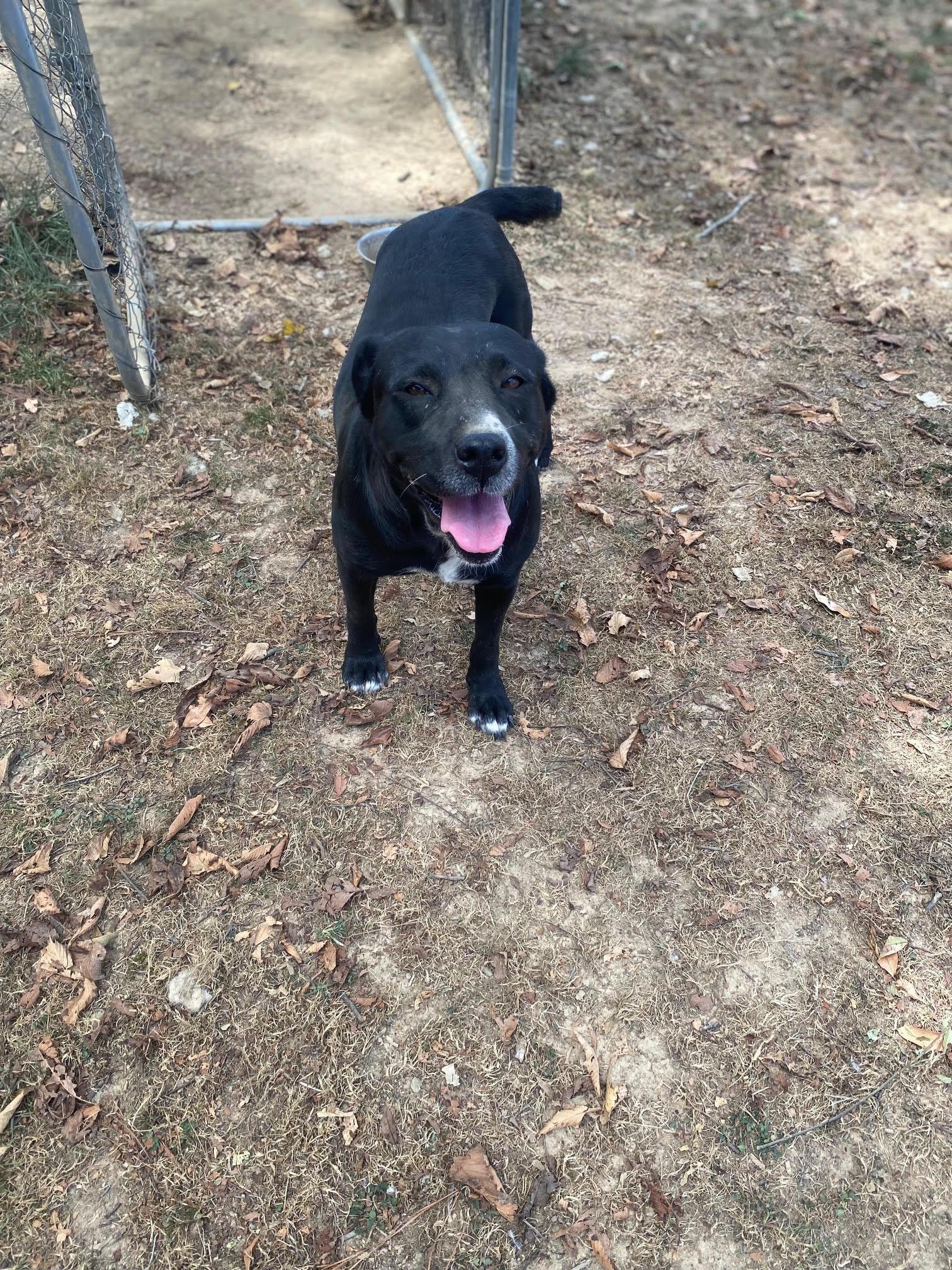 A young medium-sized female Black Pit Bull Terrier dog named Pebbles for adoption in Pembroke, MA