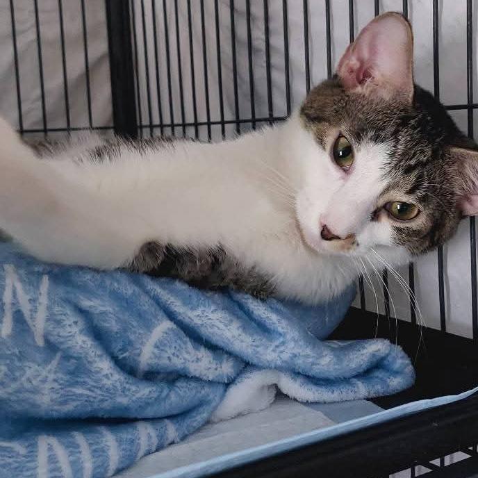 Strawberry Bonded To